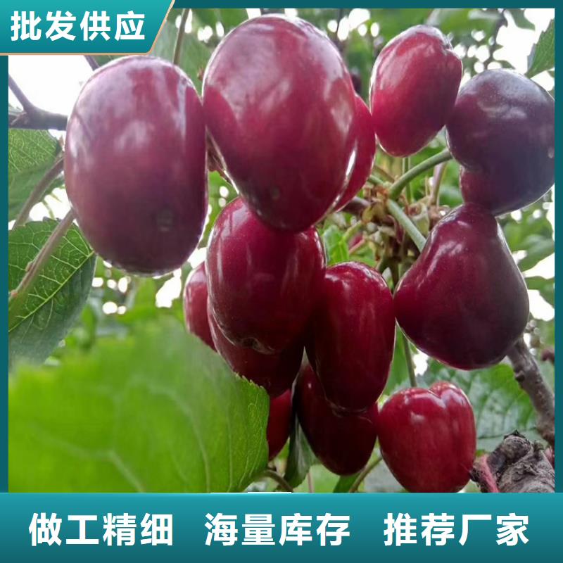 【樱桃】苹果苗常年出售