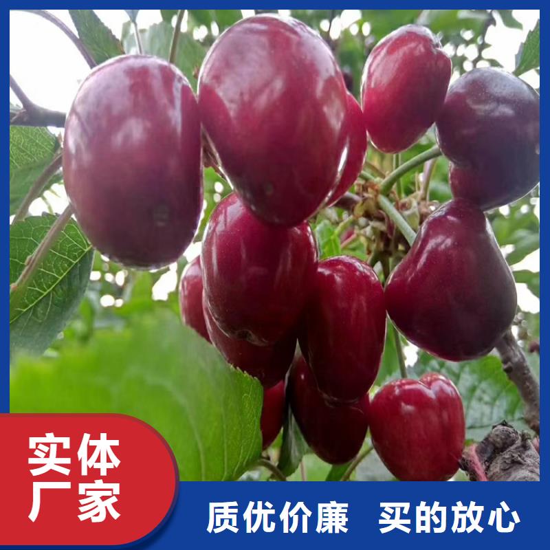 樱桃苹果苗品种全