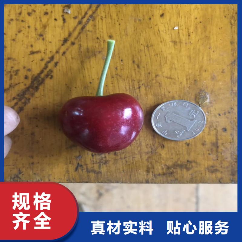 【樱桃】苹果苗常年出售