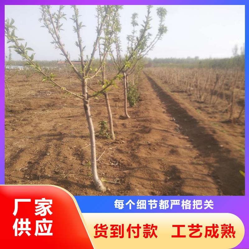 樱桃葡萄苗应用领域