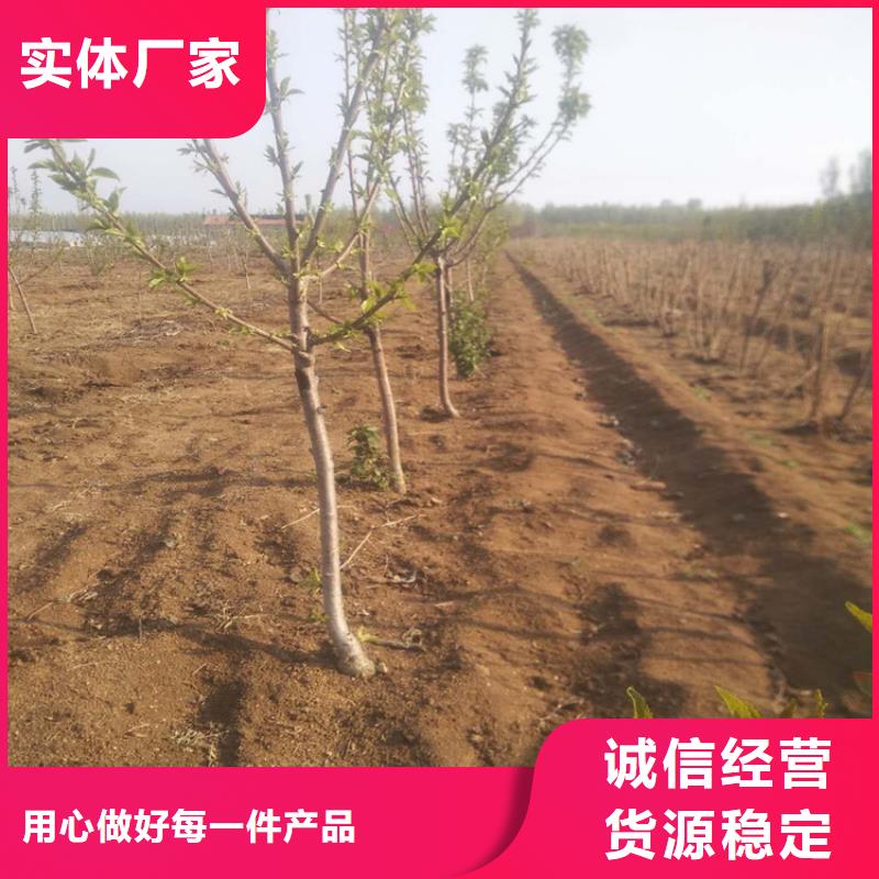 樱桃石榴树优选好材铸造好品质