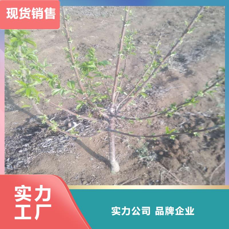 樱桃石榴树优选好材铸造好品质