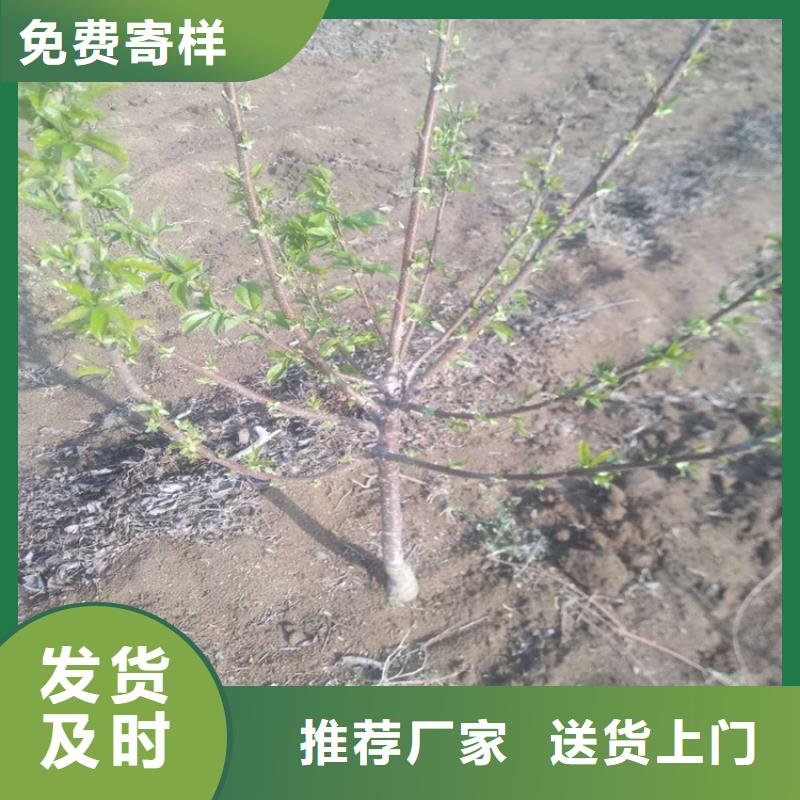 樱桃_【无花果苗】专注细节使用放心