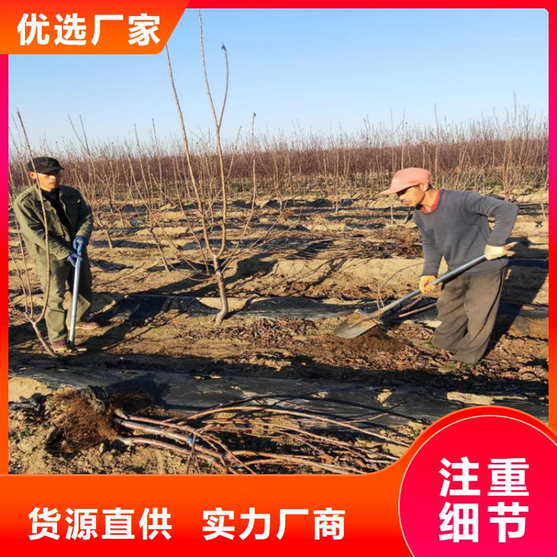 【樱桃】,葡萄苗质保一年