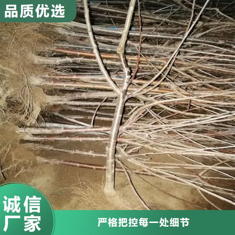 樱桃_【无花果苗】专注细节使用放心