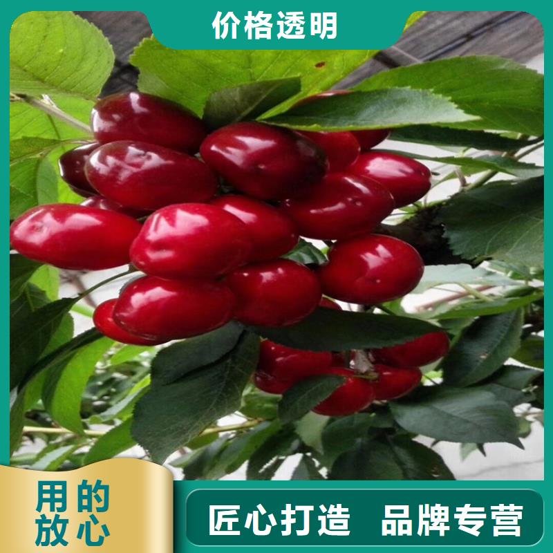 樱桃,樱桃苗好产品不怕比
