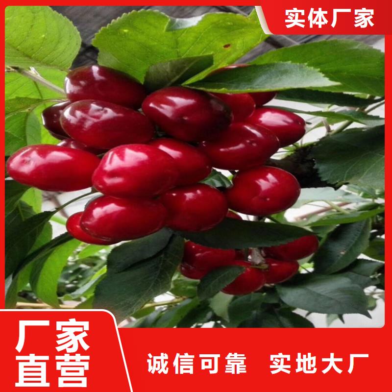 【樱桃】,葡萄苗质保一年