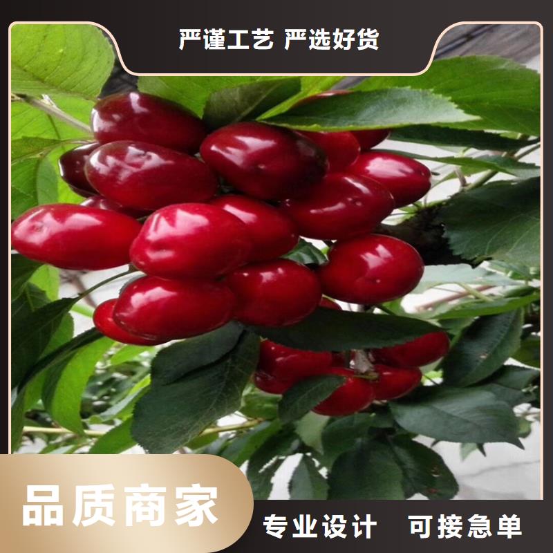 【樱桃桃树苗生产安装】