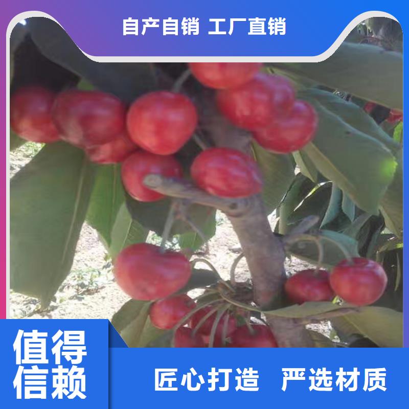 【樱桃】蓝莓苗经久耐用