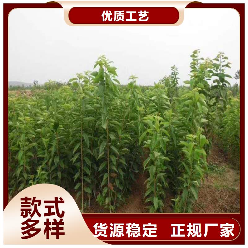 樱桃-苹果苗厂家直销大量现货