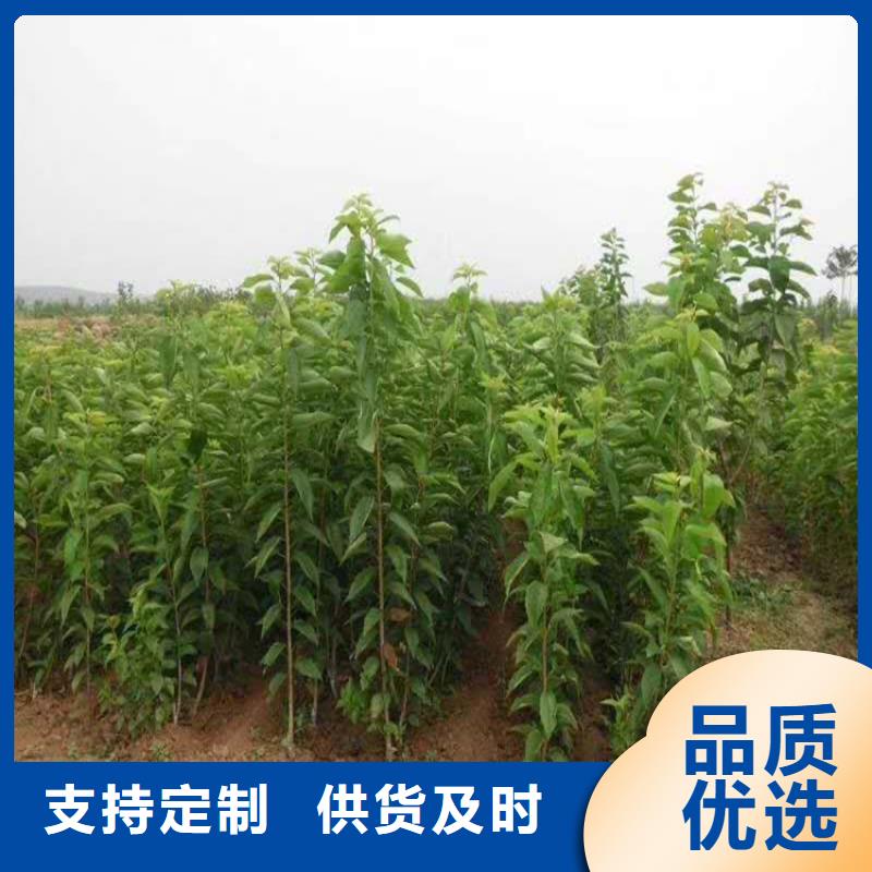 樱桃-【花椒苗】精工制作