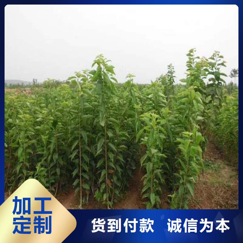 樱桃苹果苗厂家型号齐全