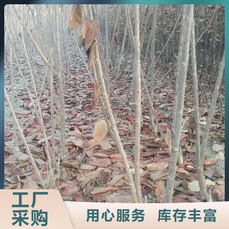 【樱桃】苹果苗常年出售