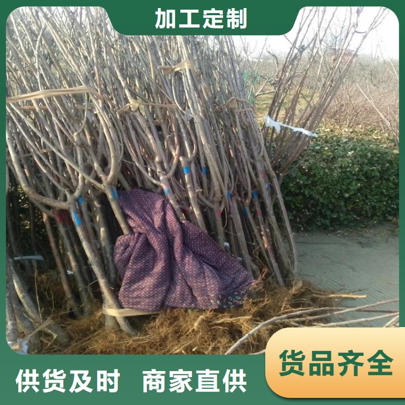 樱桃【樱桃苗】供您所需