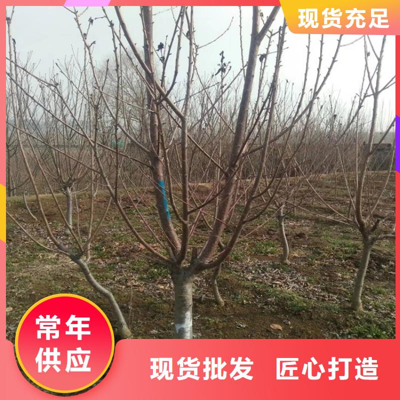 樱桃苹果苗支持大批量采购