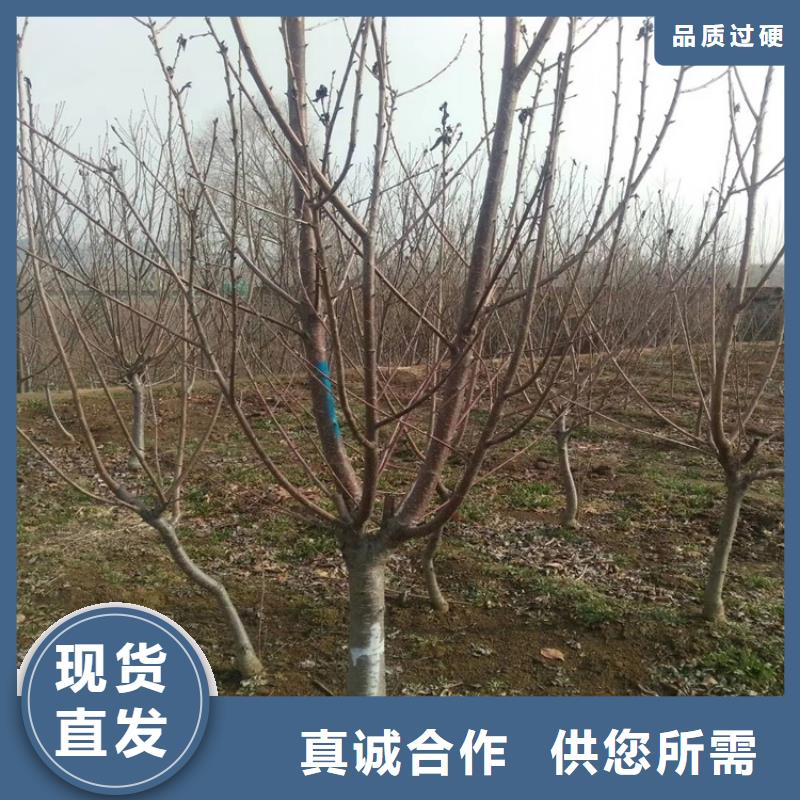 【樱桃樱桃苗拥有多家成功案例】