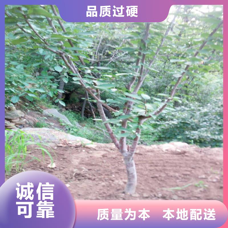 樱桃,樱桃苗好产品不怕比