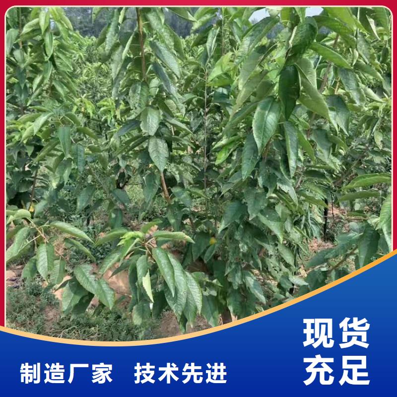 【樱桃】_樱桃苗加工定制