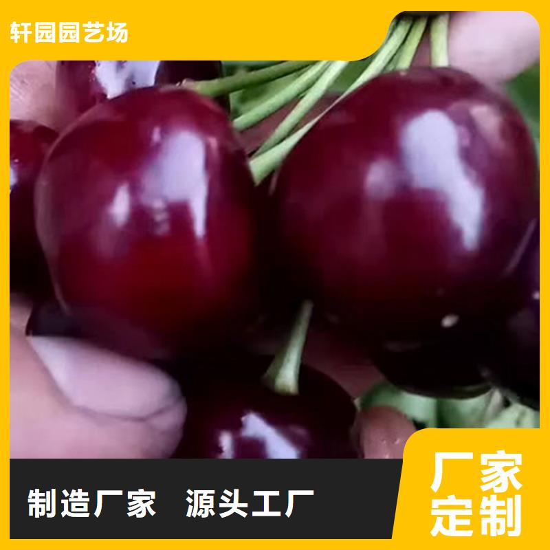 樱桃_【苹果苗】厂家规格全