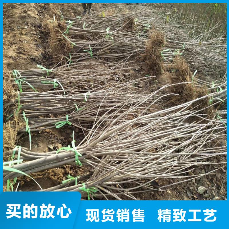 樱桃_梨树苗免费询价
