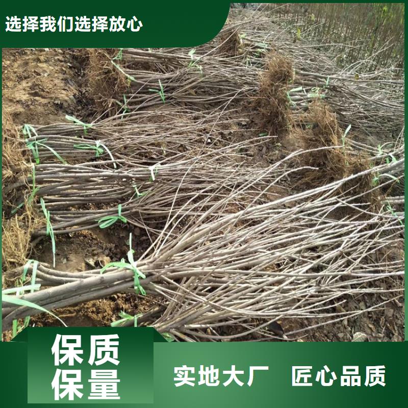 樱桃_梨树苗物美价优