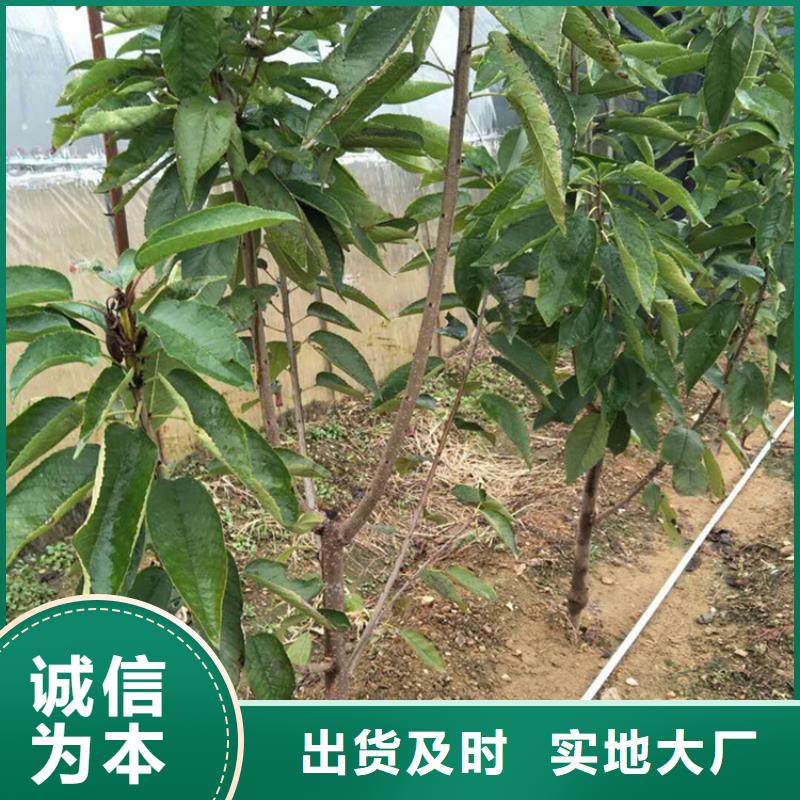 樱桃桃树苗品质无所畏惧