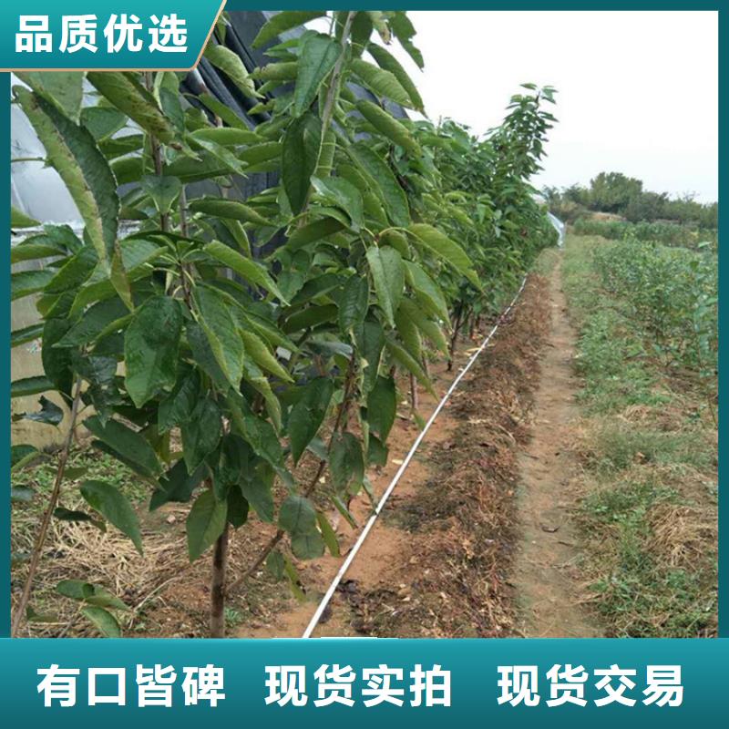 樱桃_梨树苗免费询价