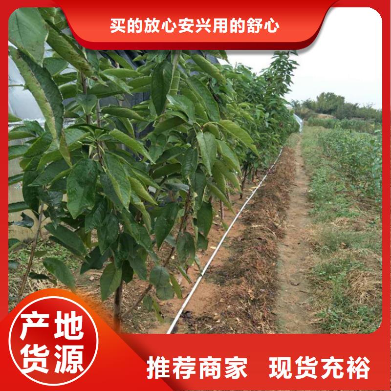 樱桃梨树苗低价货源