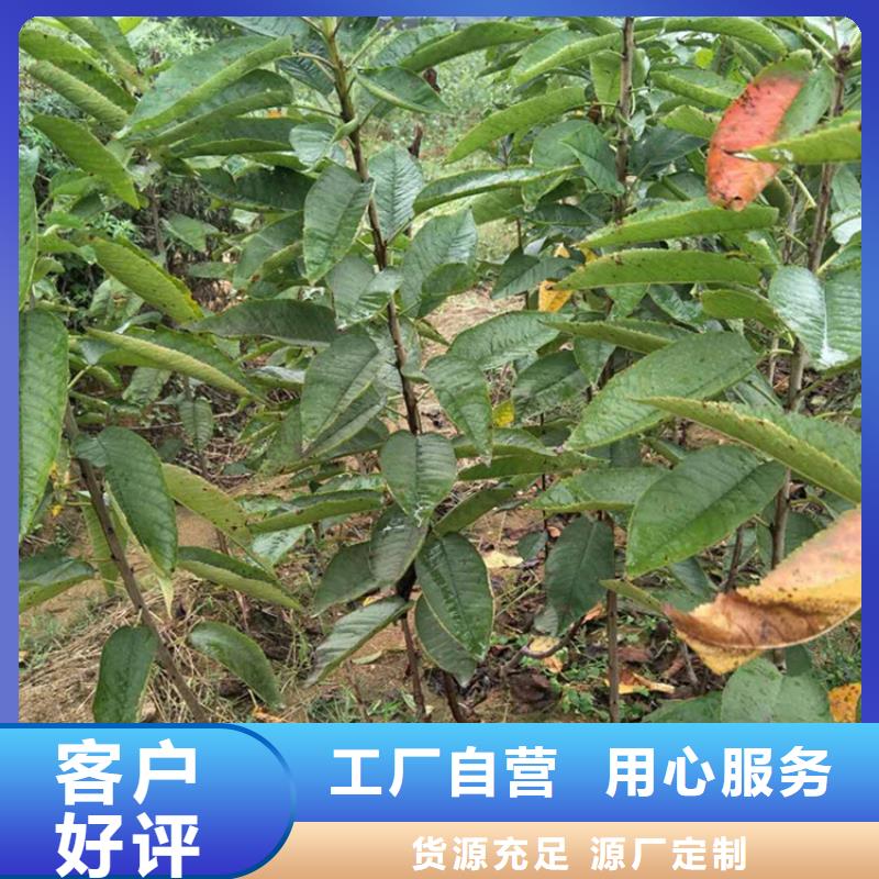 樱桃,樱桃苗好产品不怕比