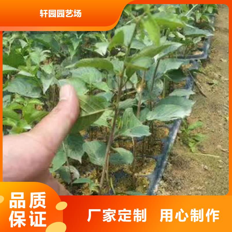 【樱桃】,葡萄苗质保一年