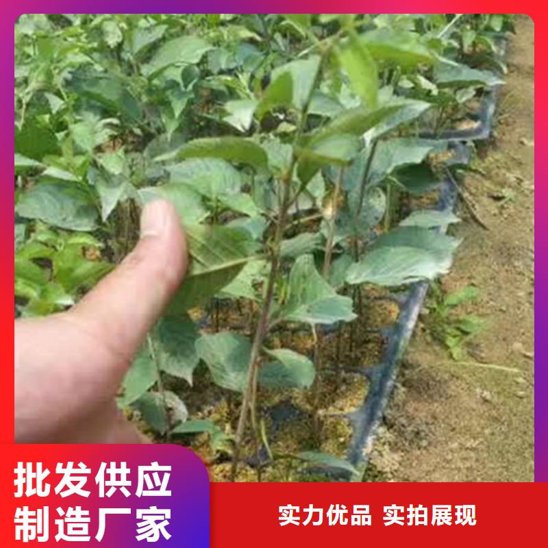 樱桃_梨树苗免费询价