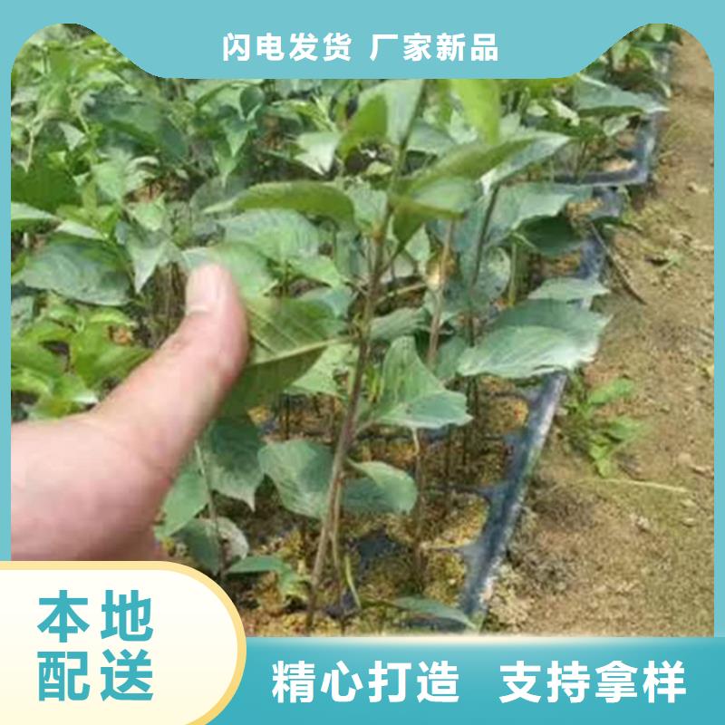 樱桃,葡萄苗敢与同行比价格