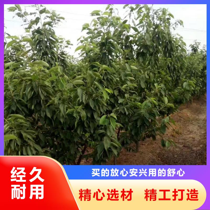 樱桃梨树苗每一处都是匠心制作