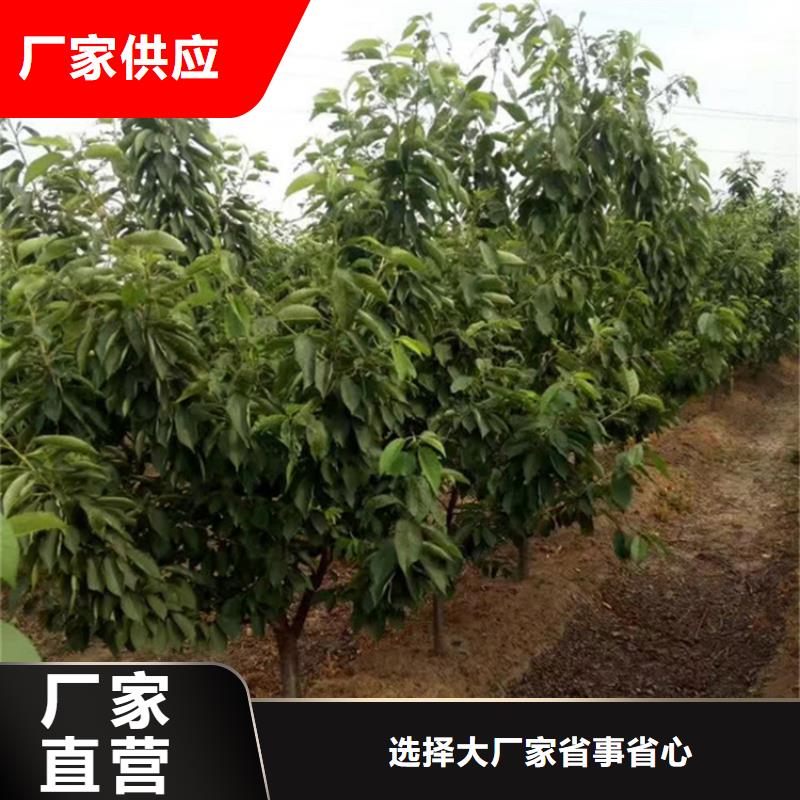 【樱桃】,葡萄苗质保一年