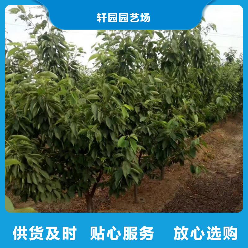 【樱桃】苹果苗常年出售
