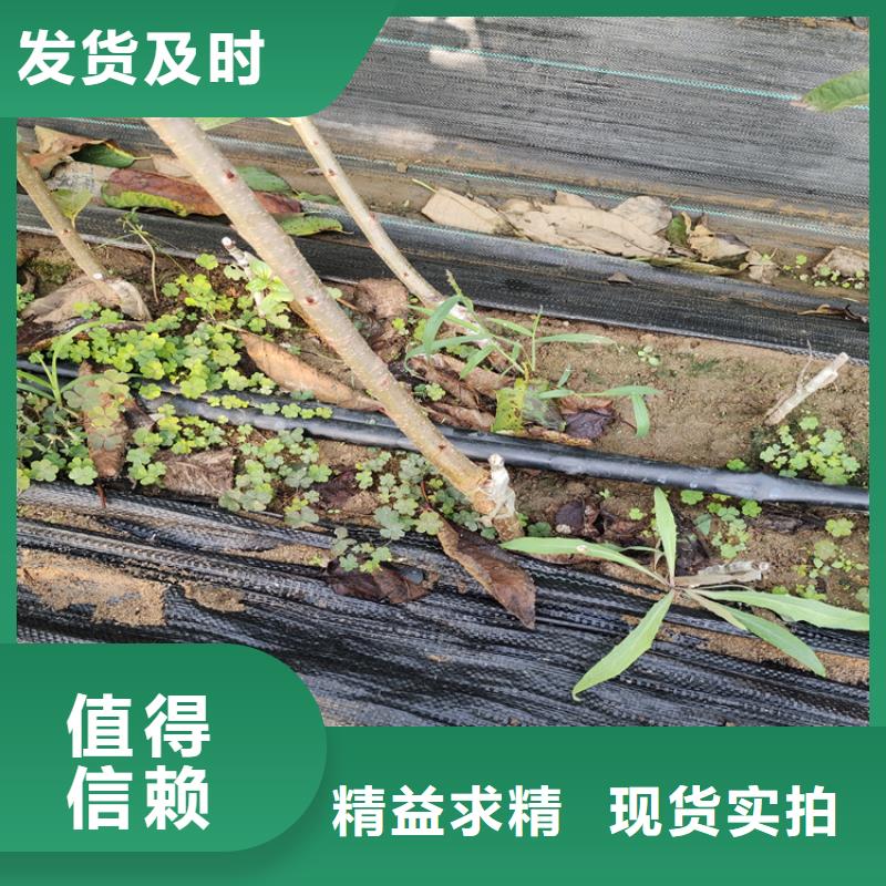 【樱桃】蓝莓苗经久耐用