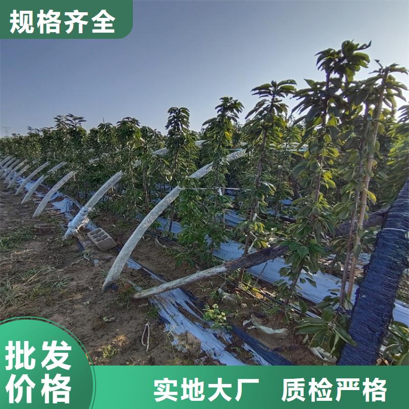 樱桃苹果苗支持大批量采购