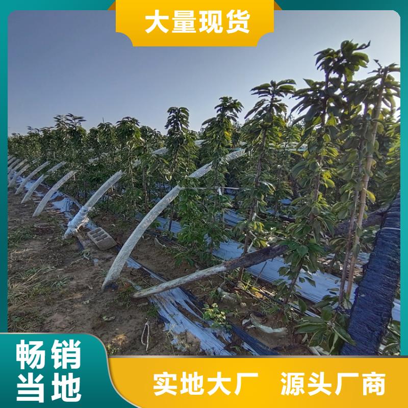樱桃,葡萄苗精工细致打造