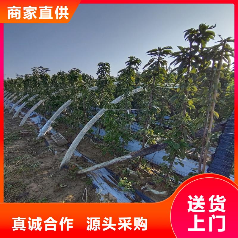 樱桃_【无花果苗】专注细节使用放心