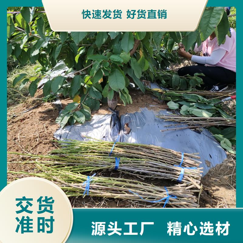 樱桃樱桃苗自产自销
