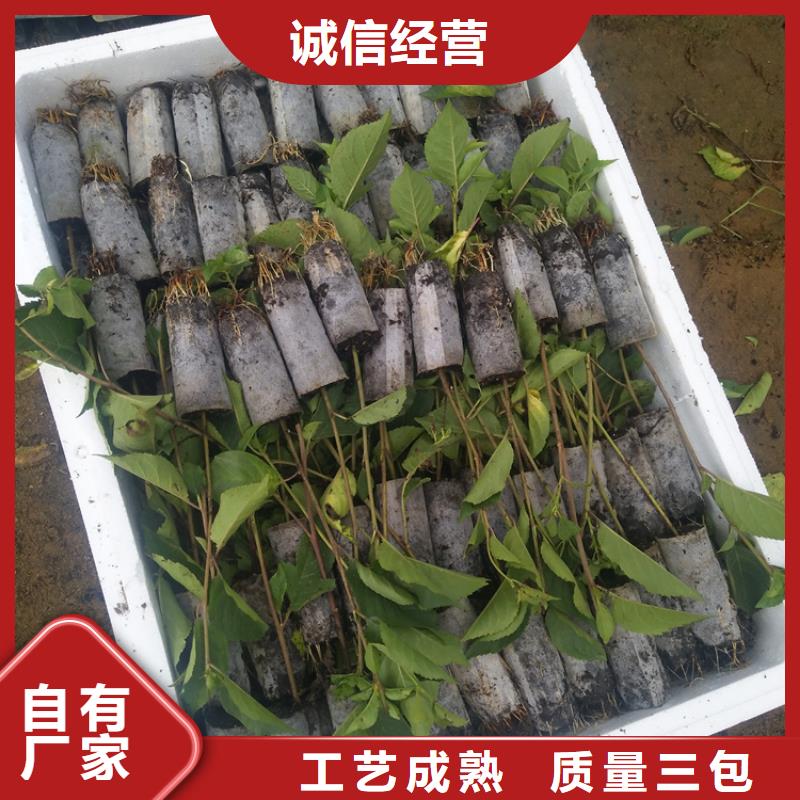 樱桃_猕猴桃苗选择我们选择放心