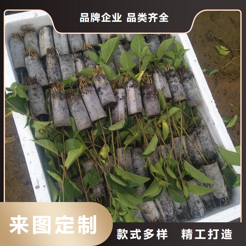 【樱桃】_樱桃苗加工定制