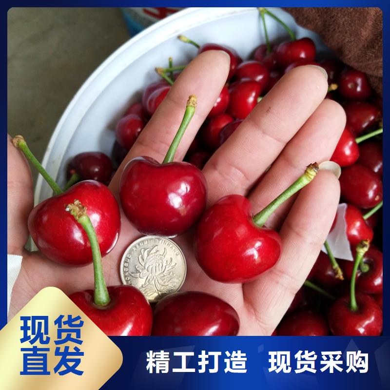 樱桃_苹果苗放心得选择