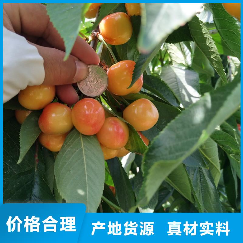樱桃桃树苗质量上乘