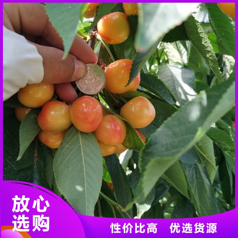 【樱桃樱桃苗拥有多家成功案例】