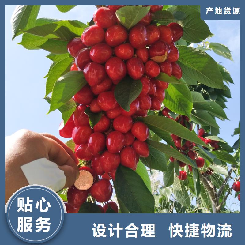 樱桃桃树苗质量上乘