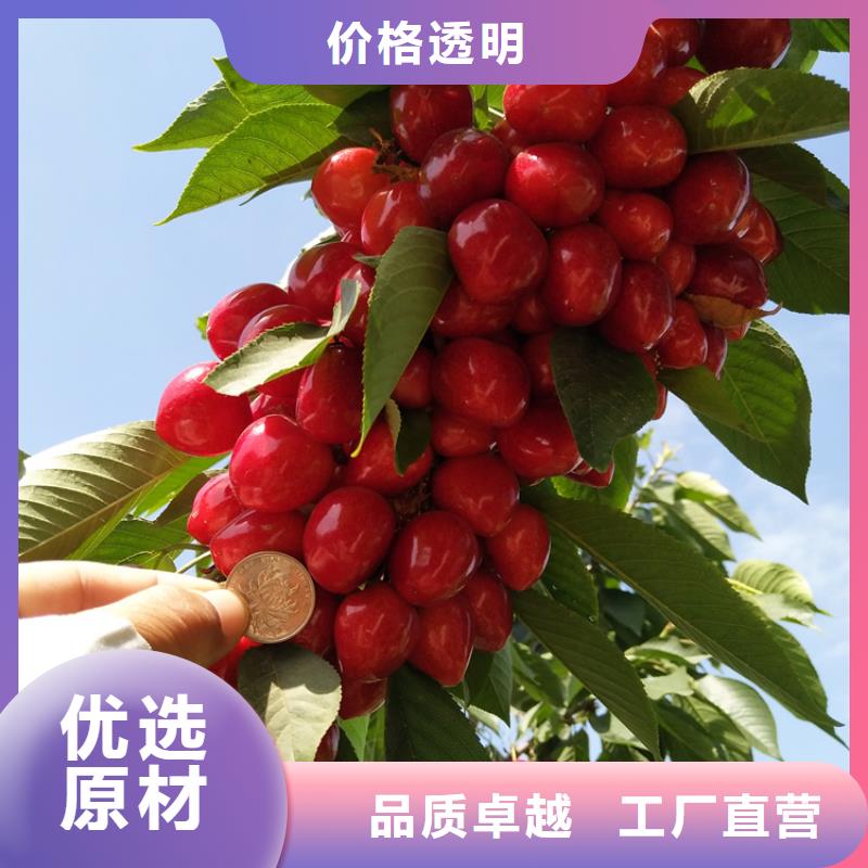 樱桃,葡萄苗敢与同行比价格