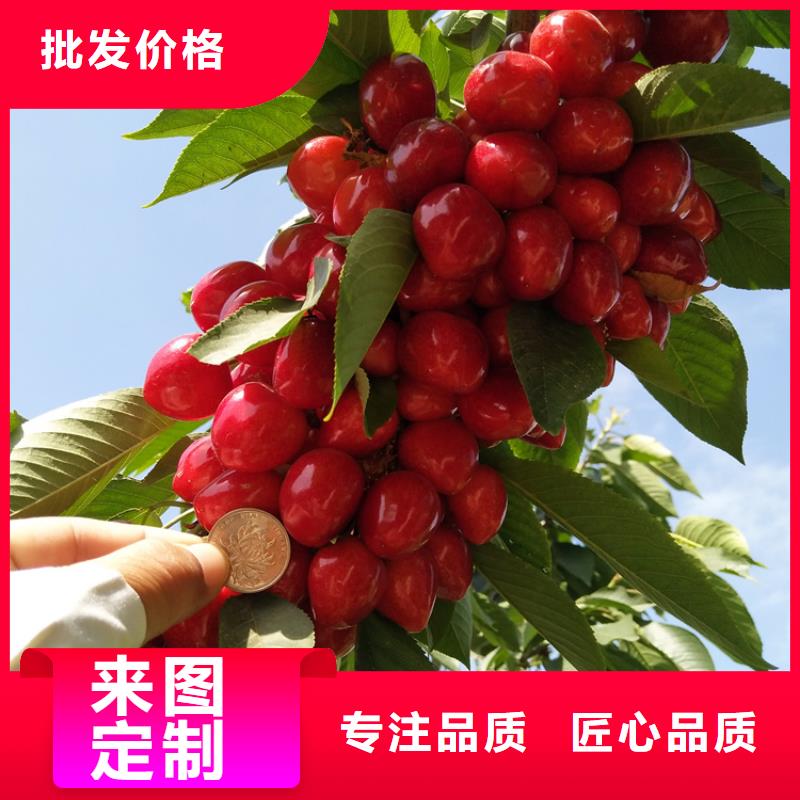 樱桃_【无花果苗】专注细节使用放心