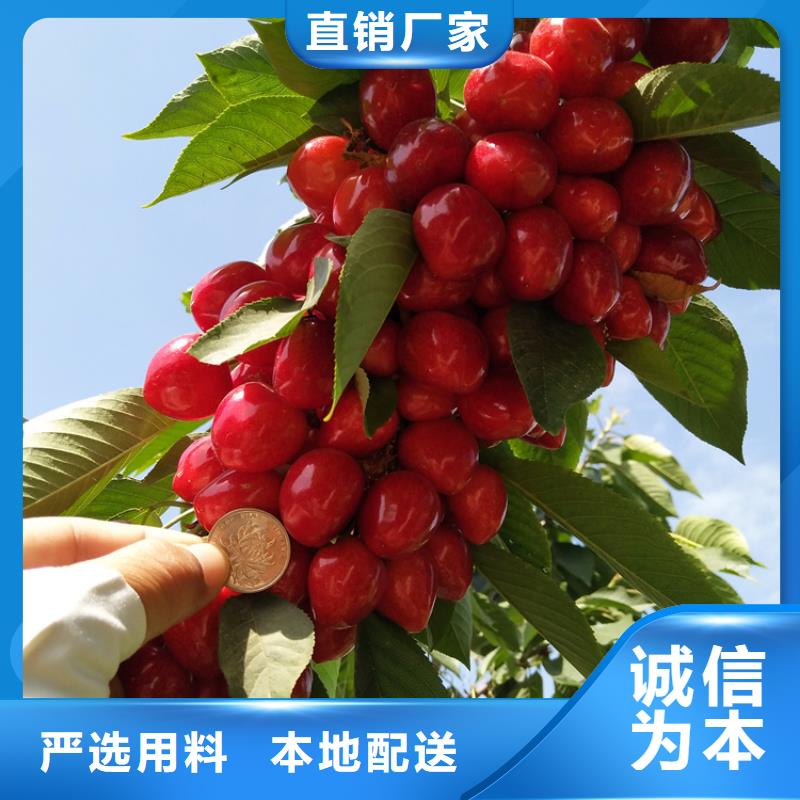 樱桃无花果苗品质保障售后无忧