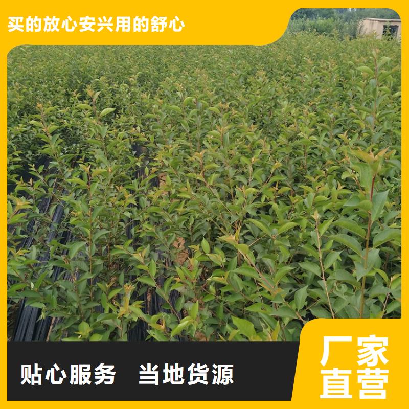 樱桃,黄瓜苗大品牌值得信赖